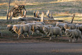Sheep_walking_down_road
